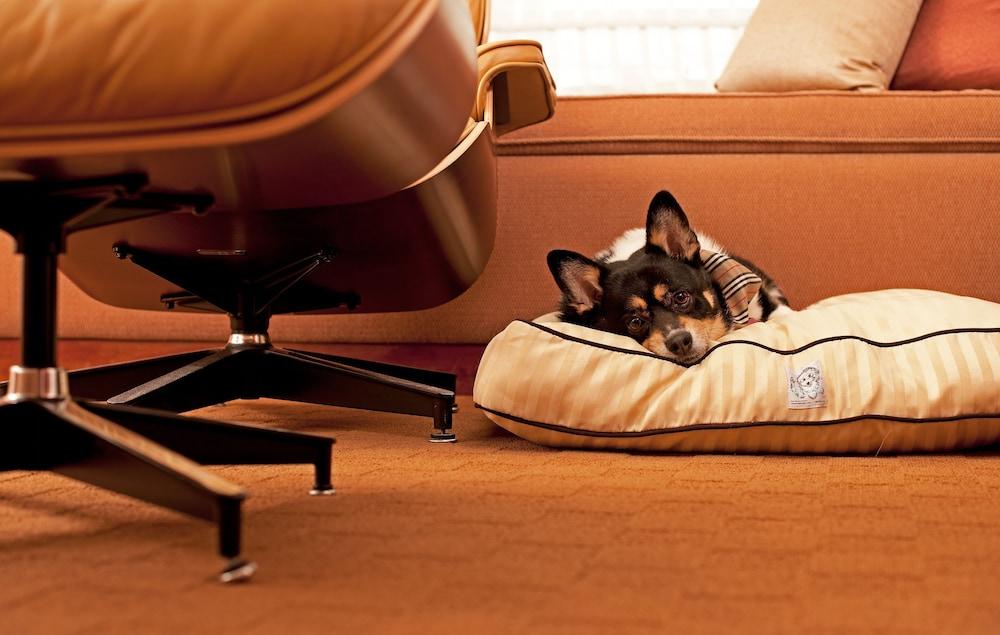 하얏트 플레이스 구르가온 우디오그 비하르 호텔 외부 사진 A dog on a dog bed